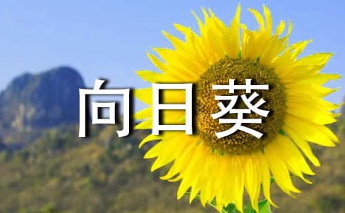 向日葵的观察日记 (汇编5篇)