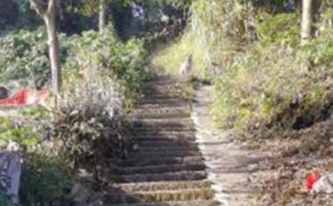 实用的爬山经历作文（精选）