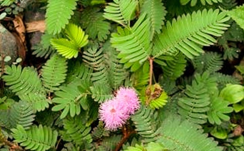 小学生含羞草观察日记(11篇)